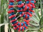 Hand Made Rare Turquoise and Red Coral Four-Tier Necklace x 1 From Mexico