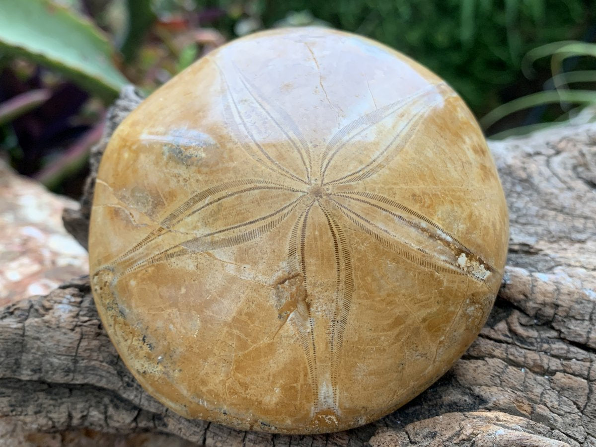 Polished Echinoid Fossil Shell x 1 From Maintirano, Madagascar