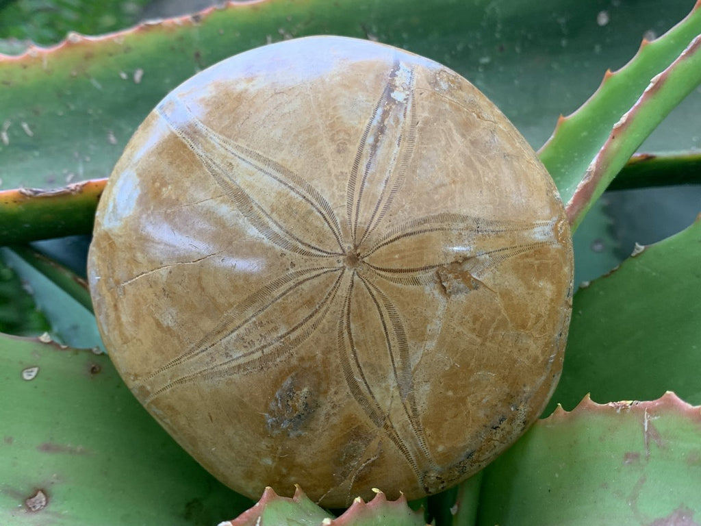 Polished Echinoid Fossil Shell x 1 From Maintirano, Madagascar