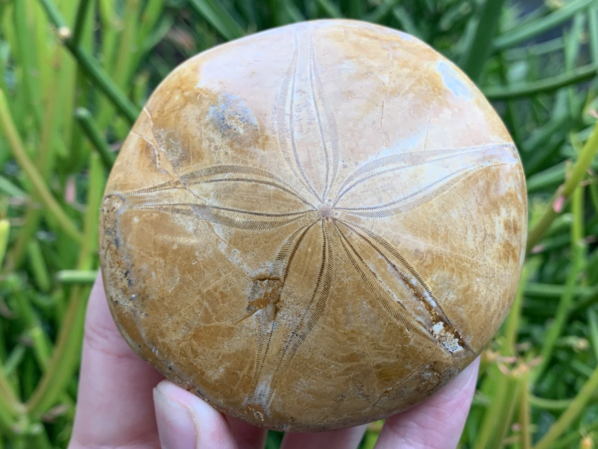 Polished Echinoid Fossil Shell x 1 From Maintirano, Madagascar