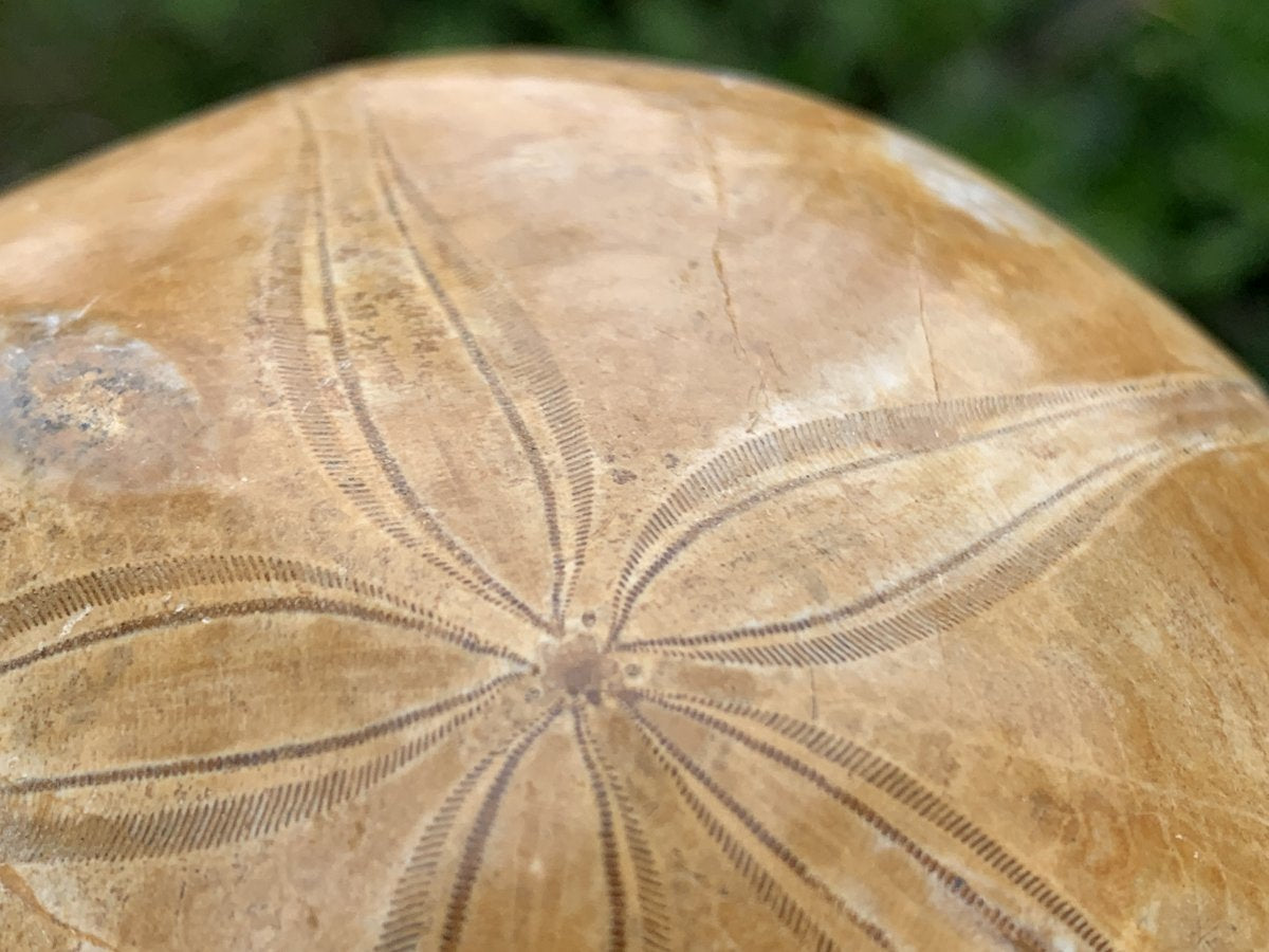 Polished Echinoid Fossil Shell x 1 From Maintirano, Madagascar