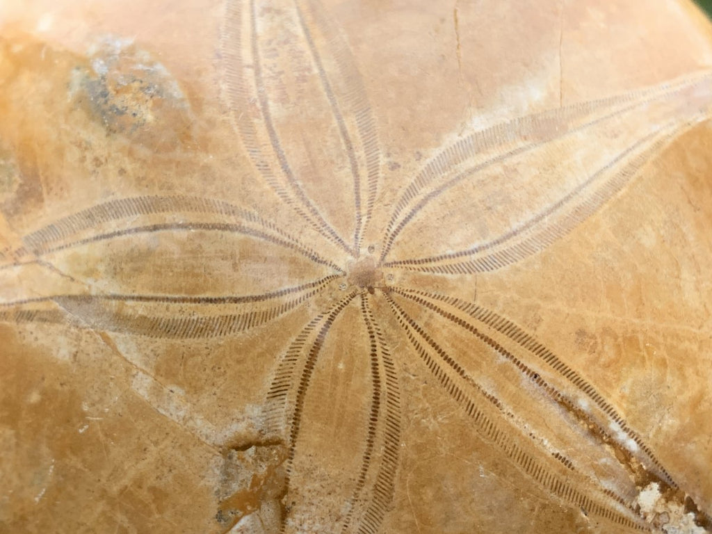 Polished Echinoid Fossil Shell x 1 From Maintirano, Madagascar