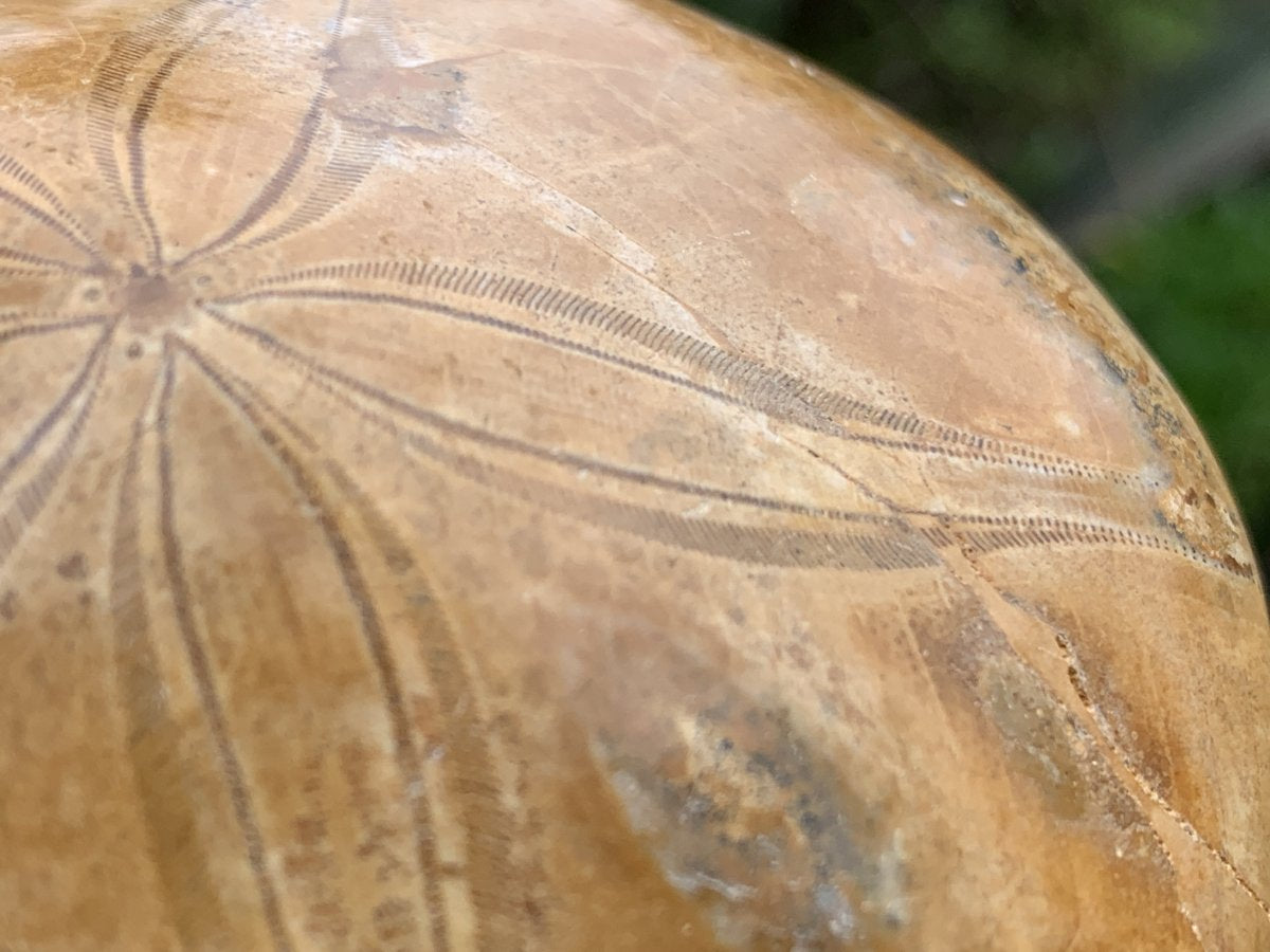 Polished Echinoid Fossil Shell x 1 From Maintirano, Madagascar