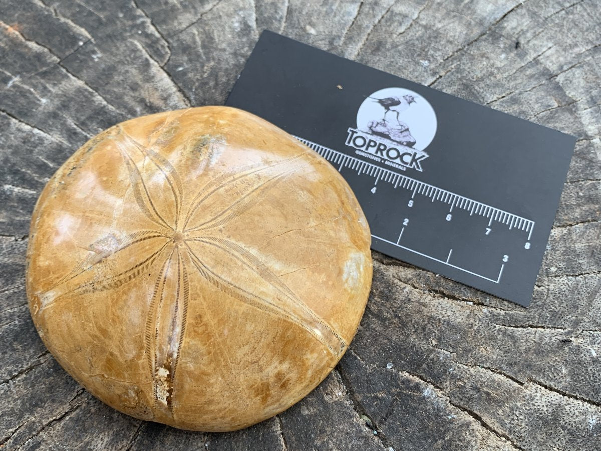 Polished Echinoid Fossil Shell x 1 From Maintirano, Madagascar