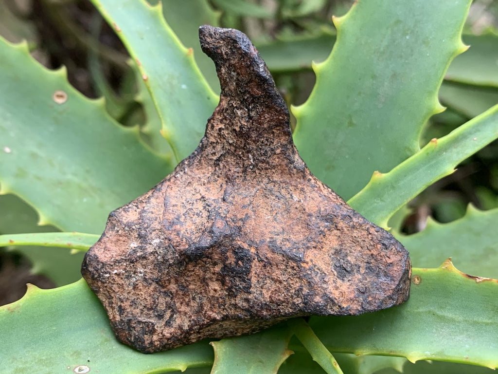 Natural Ultra Rare Small Gibeon Meteorite Specimen x 1 From Gibeon, Namibia