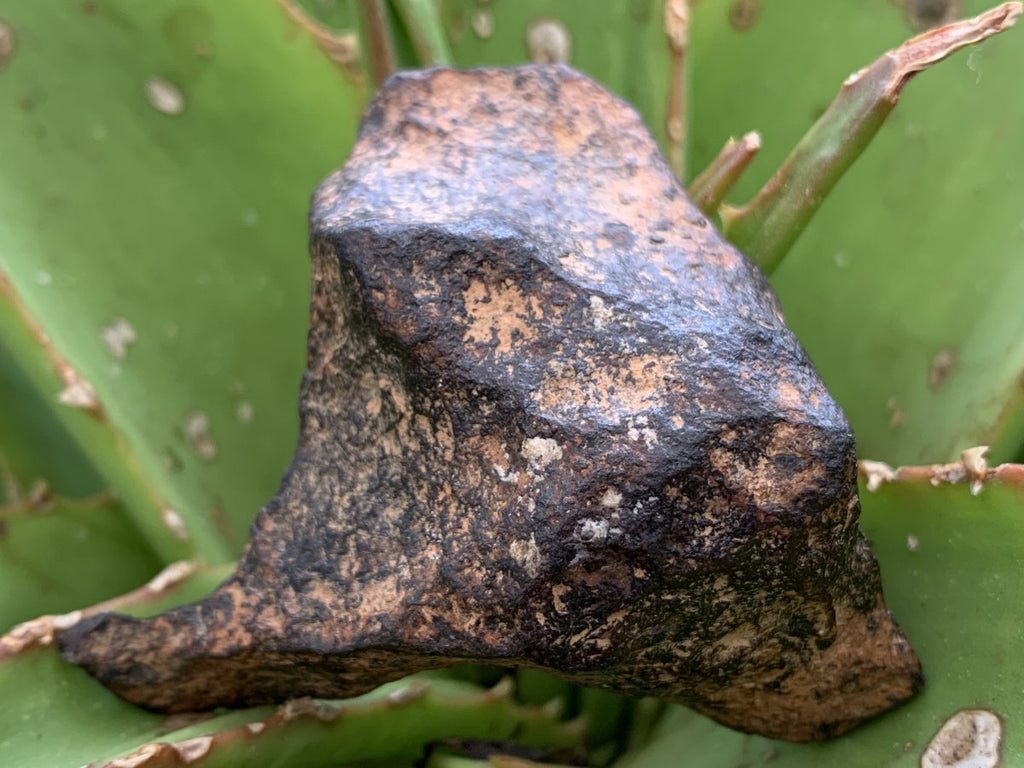 Natural Ultra Rare Small Gibeon Meteorite Specimen x 1 From Gibeon, Namibia