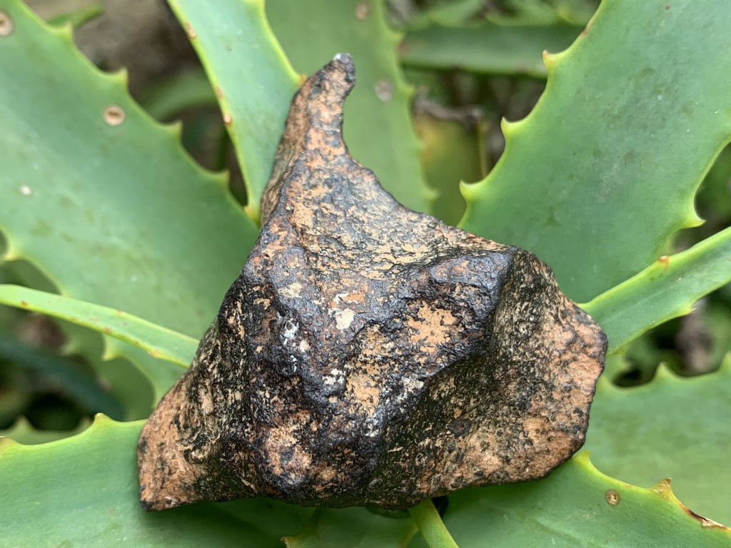 Natural Ultra Rare Small Gibeon Meteorite Specimen x 1 From Gibeon, Namibia