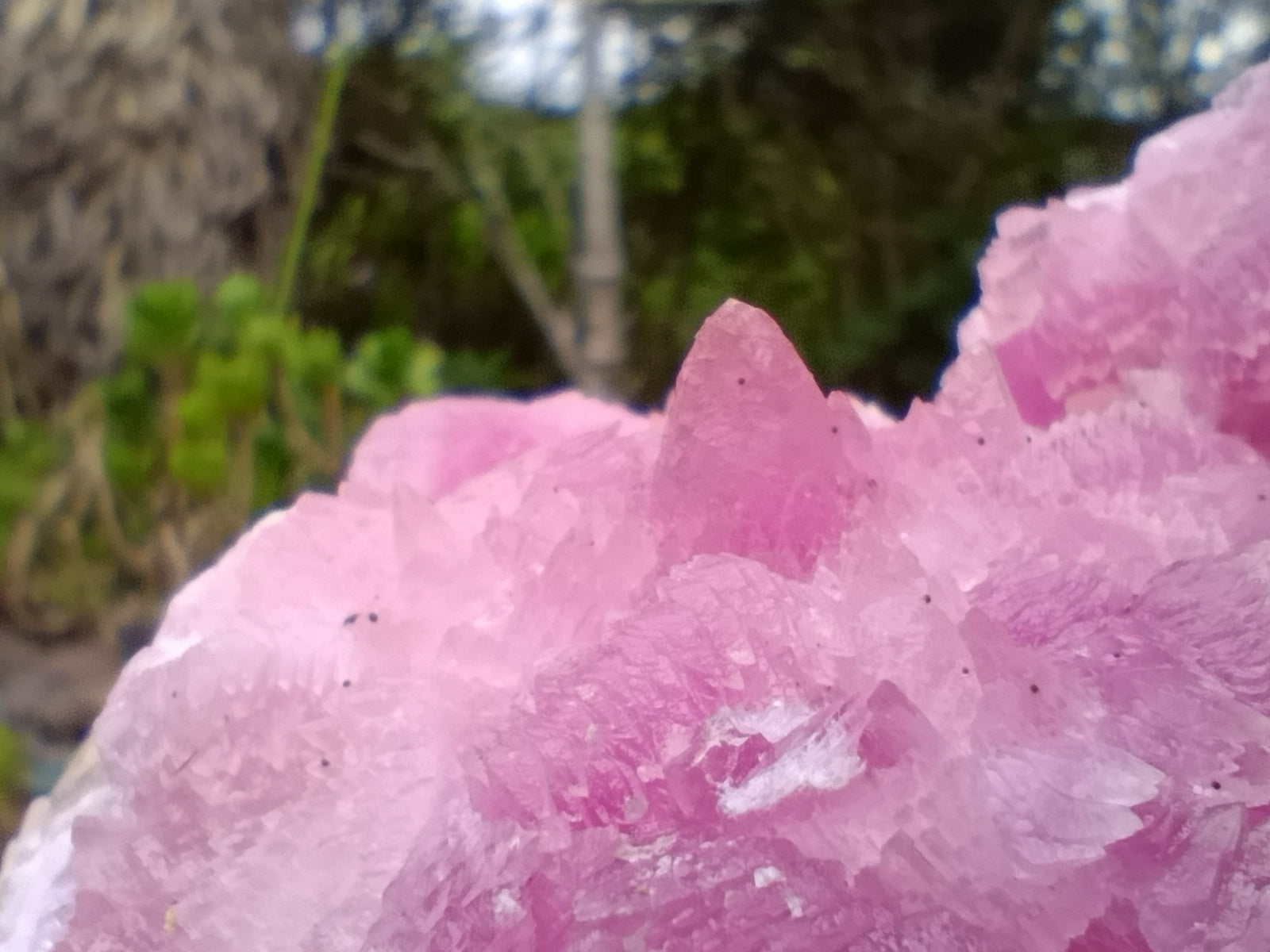 Natural Super Rare XXL Pink Rhodocalcite Specimen x 1 From Mashamba West, Congo