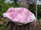 Natural Super Rare XXL Pink Rhodocalcite Specimen x 1 From Mashamba West, Congo