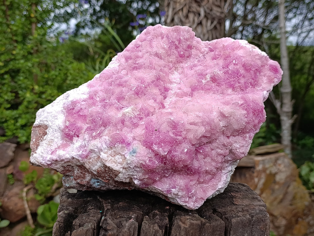 Natural Super Rare XXL Pink Rhodocalcite Specimen x 1 From Mashamba West, Congo