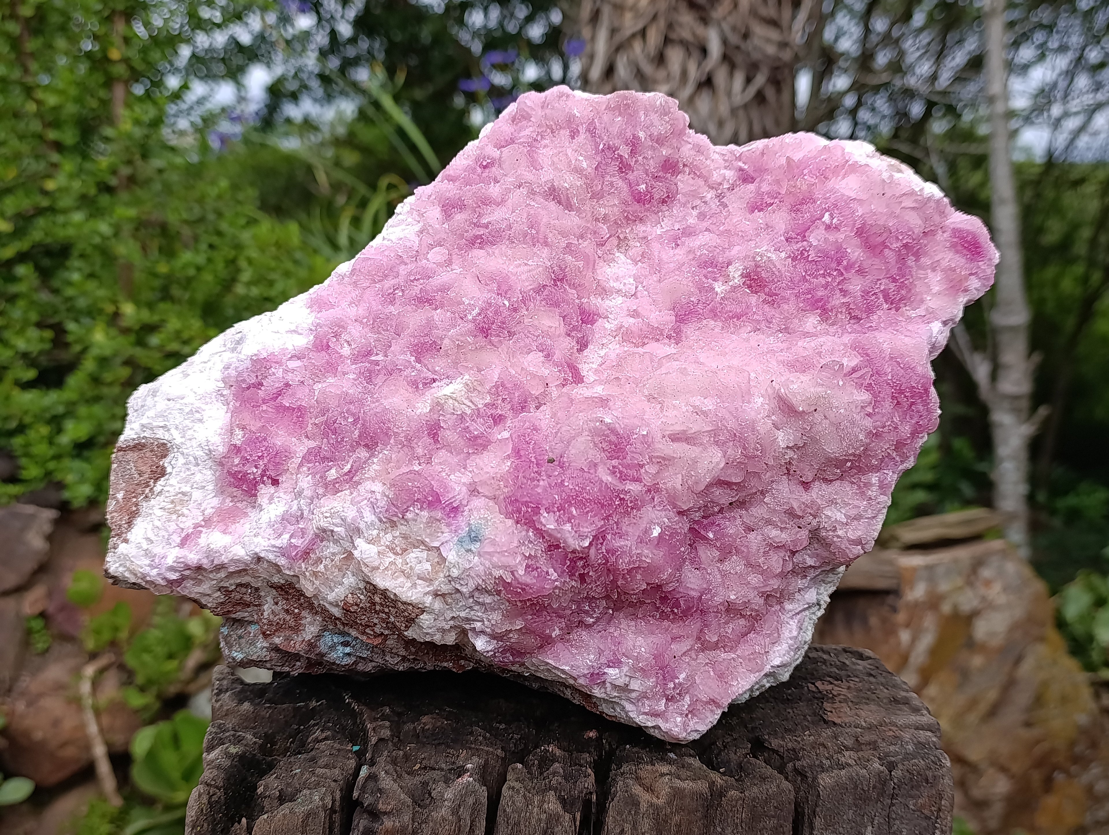 Natural Super Rare XXL Pink Rhodocalcite Specimen x 1 From Mashamba West, Congo