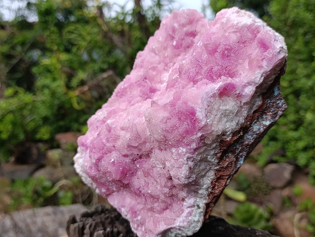 Natural Super Rare XXL Pink Rhodocalcite Specimen x 1 From Mashamba West, Congo