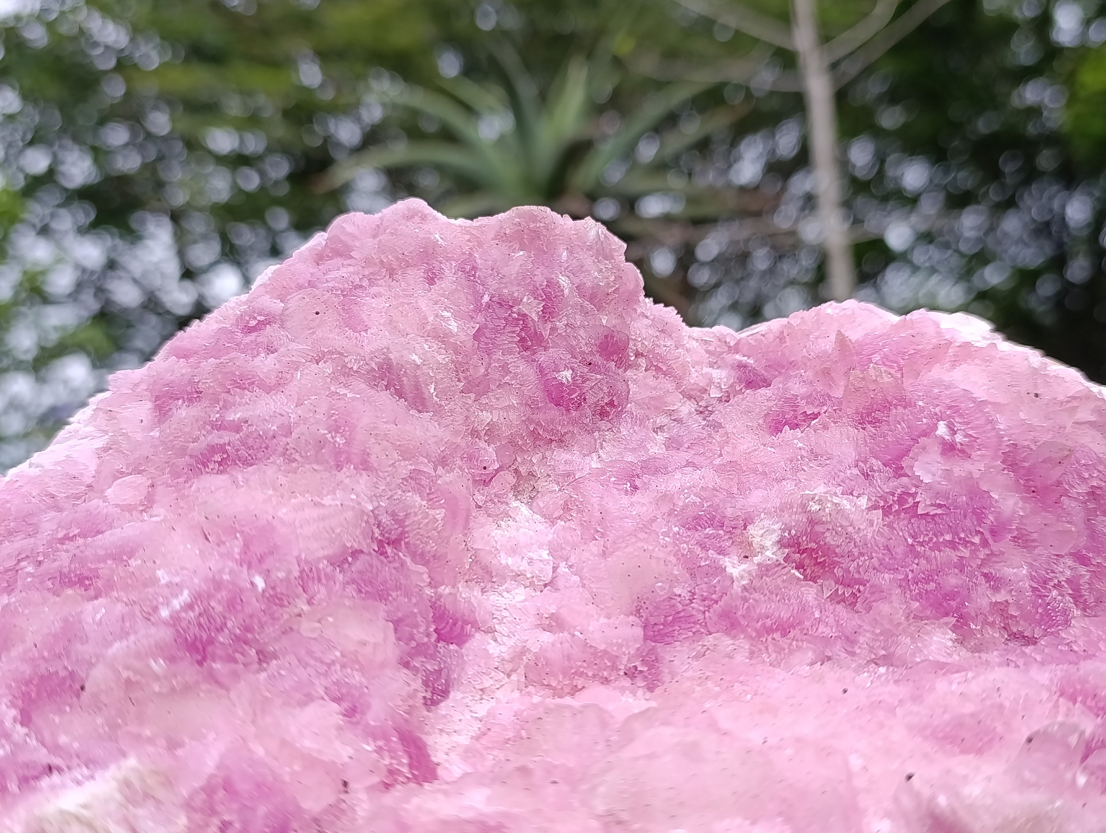 Natural Super Rare XXL Pink Rhodocalcite Specimen x 1 From Mashamba West, Congo