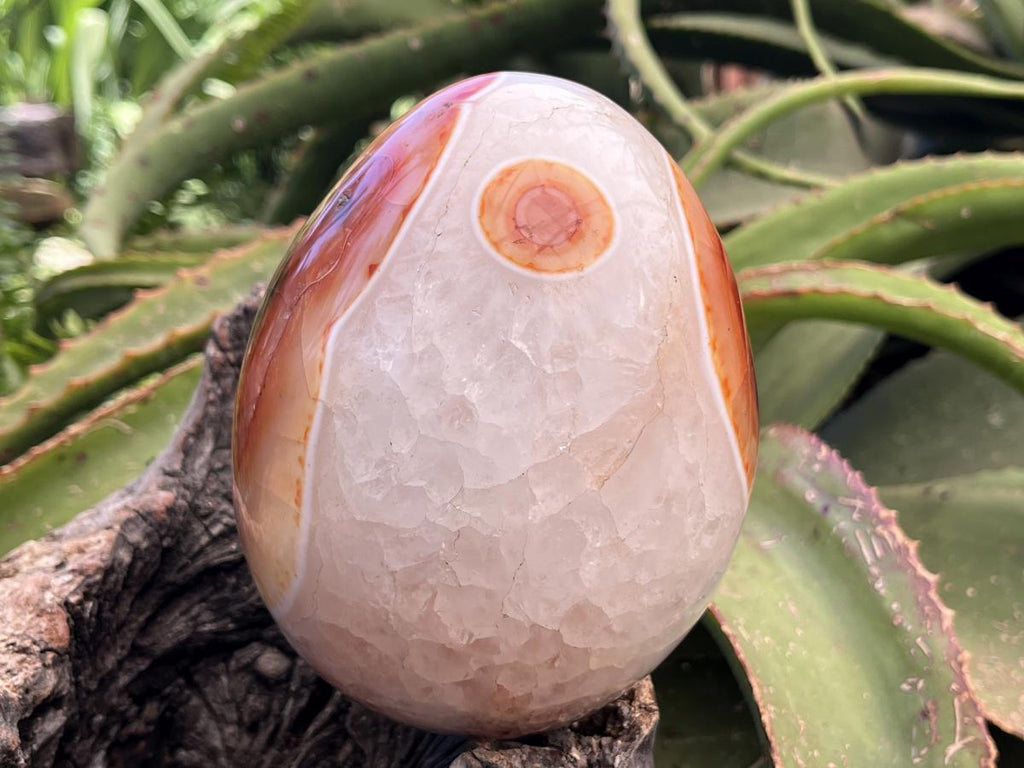 Polished XL Red Spotted Carnelian Gemstone Egg x 1 From Madagascar
