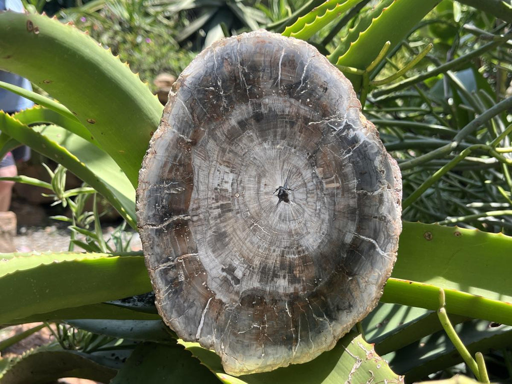 Polished Classic Sliced Podocarpus Podocarpus Petrified Wood Branch Specimen x 1 From Mahajanga, Madagascar