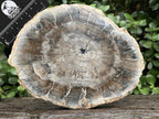 Polished Classic Sliced Podocarpus Podocarpus Petrified Wood Branch Specimen x 1 From Mahajanga, Madagascar