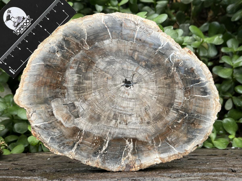 Polished Classic Sliced Podocarpus Podocarpus Petrified Wood Branch Specimen x 1 From Mahajanga, Madagascar