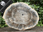 Polished Classic Sliced Podocarpus Podocarpus Petrified Wood Branch Specimen x 1 From Mahajanga, Madagascar