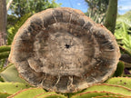 Polished Classic Sliced Podocarpus Podocarpus Petrified Wood Branch Specimen x 1 From Mahajanga, Madagascar