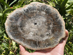 Polished Classic Sliced Podocarpus Podocarpus Petrified Wood Branch Specimen x 1 From Mahajanga, Madagascar