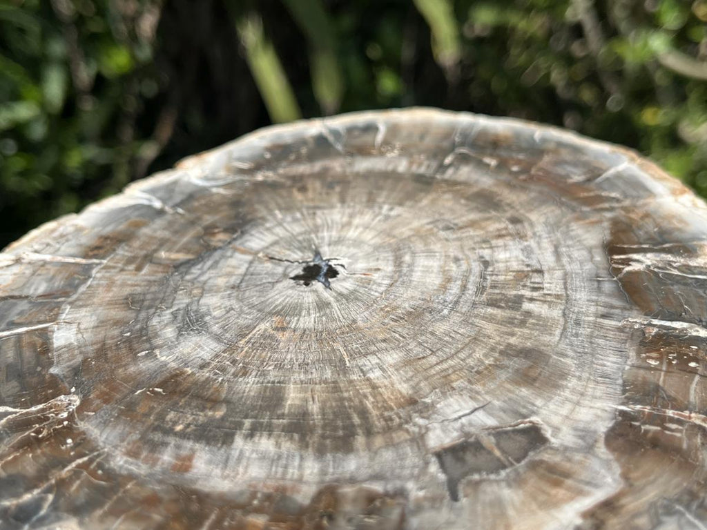 Polished Classic Sliced Podocarpus Podocarpus Petrified Wood Branch Specimen x 1 From Mahajanga, Madagascar