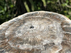 Polished Classic Sliced Podocarpus Podocarpus Petrified Wood Branch Specimen x 1 From Mahajanga, Madagascar