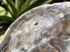 Polished Classic Sliced Podocarpus Podocarpus Petrified Wood Branch Specimen x 1 From Mahajanga, Madagascar