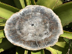 Polished Classic Sliced Podocarpus Podocarpus Petrified Wood Branch Specimen x 1 From Mahajanga, Madagascar