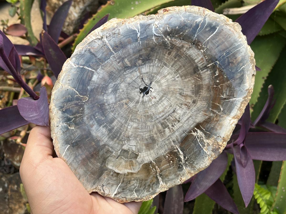 Polished Classic Sliced Podocarpus Podocarpus Petrified Wood Branch Specimen x 1 From Mahajanga, Madagascar