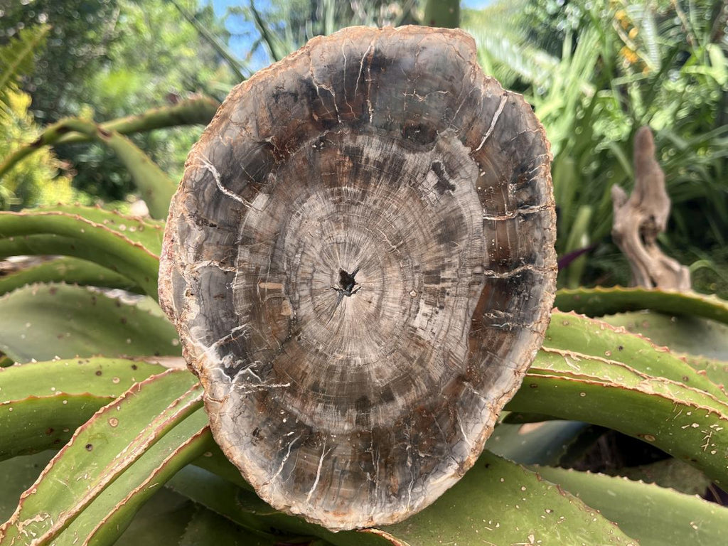 Polished Classic Sliced Podocarpus Podocarpus Petrified Wood Branch Specimen x 1 From Mahajanga, Madagascar