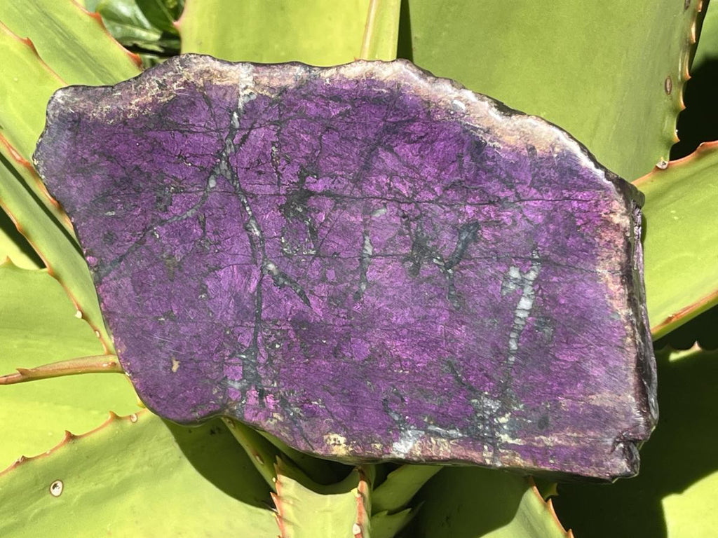 Polished Metallic Sheen Purpurite Specimen x 1 From Erongo, Namibia