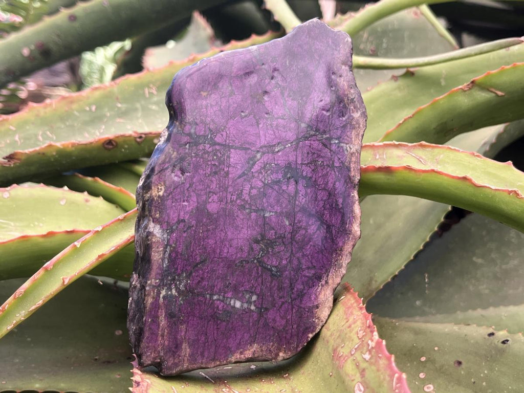Polished Metallic Sheen Purpurite Specimen x 1 From Erongo, Namibia