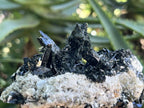 Natural Pitch Black Shiny Acicular Aegirine Specimen x 1 From Zomba, Malawi
