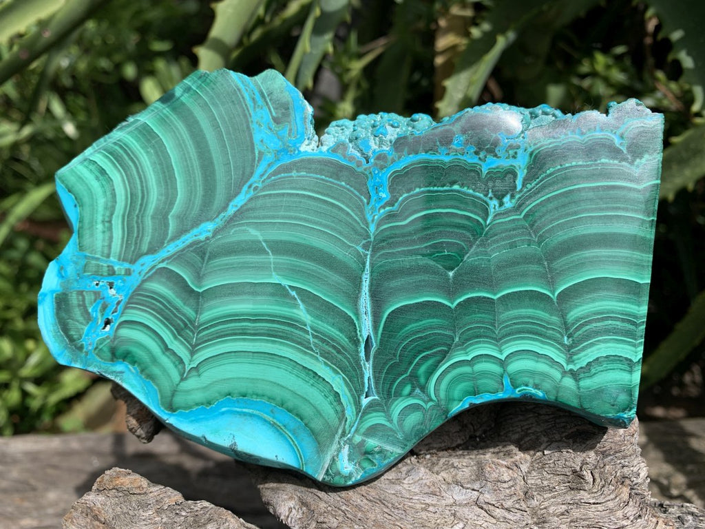 Polished Malacolla Slice x 1 From Kulukuluku, Congo