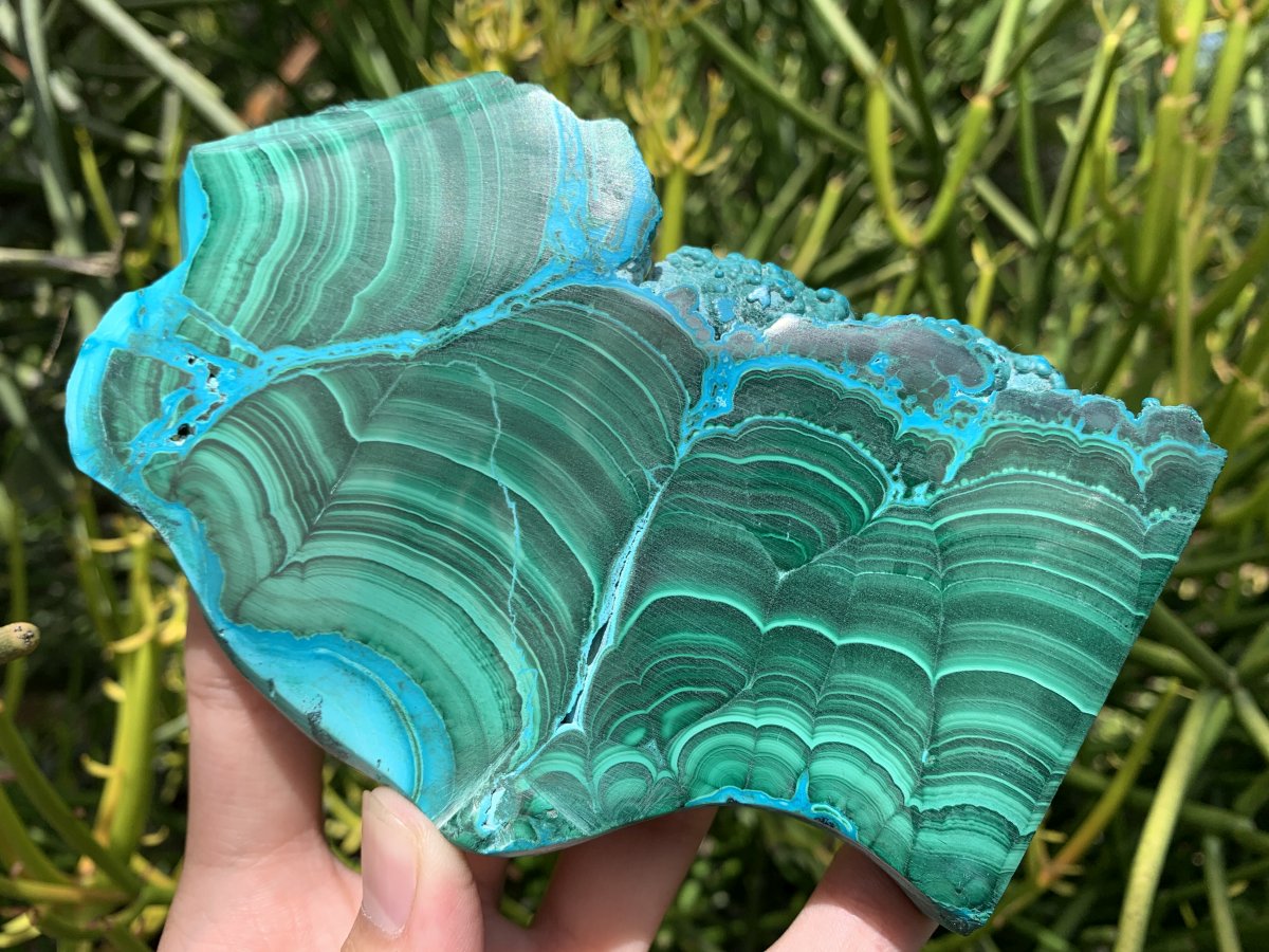 Polished Malacolla Slice x 1 From Kulukuluku, Congo