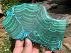 Polished Malacolla Slice x 1 From Kulukuluku, Congo