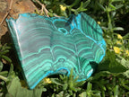 Polished Malacolla Slice x 1 From Kulukuluku, Congo