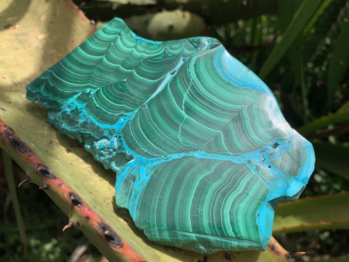 Polished Malacolla Slice x 1 From Kulukuluku, Congo
