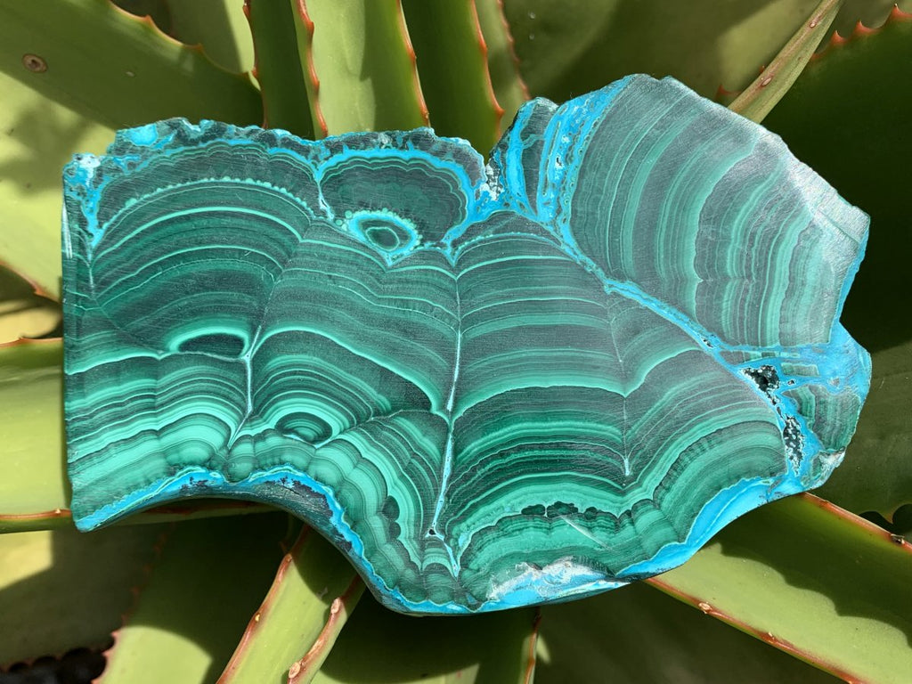 Polished Malacolla Slice x 1 From Kulukuluku, Congo