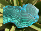 Polished Malacolla Slice x 1 From Kulukuluku, Congo