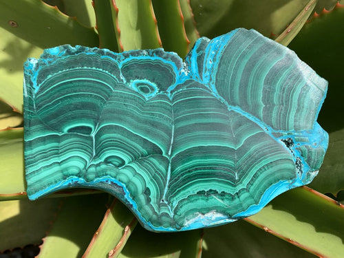 Polished Malacolla Slice x 1 From Kulukuluku, Congo