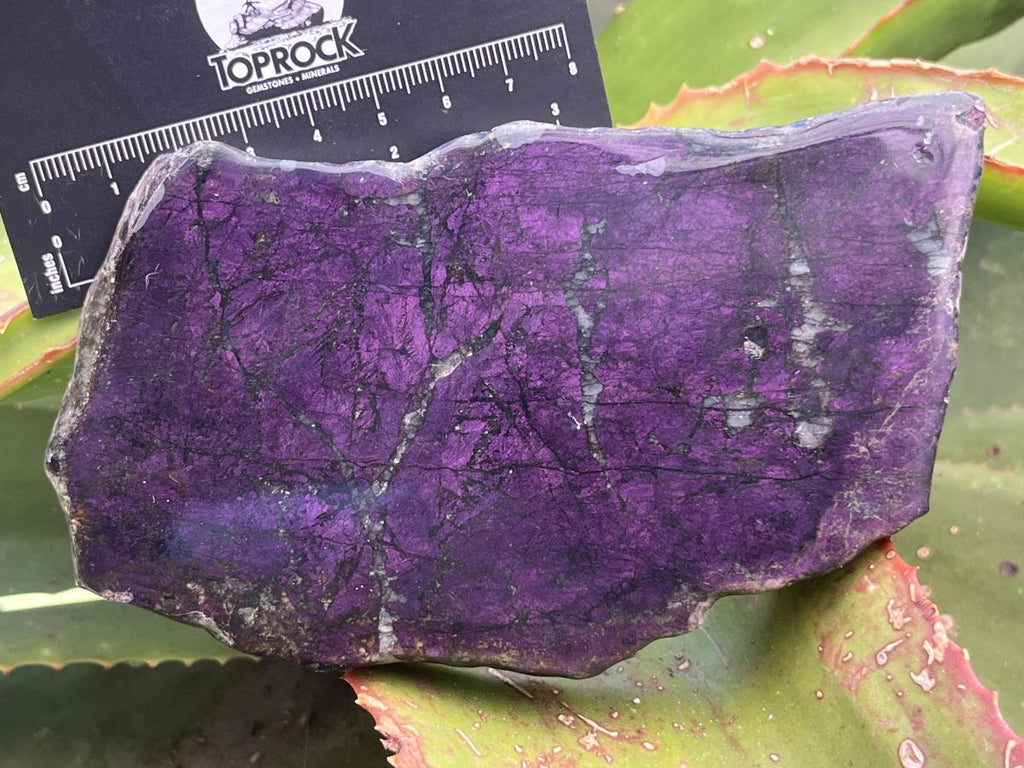 Polished Flashy Metallic Purpurite Specimen x 1 From Erongo, Namibia
