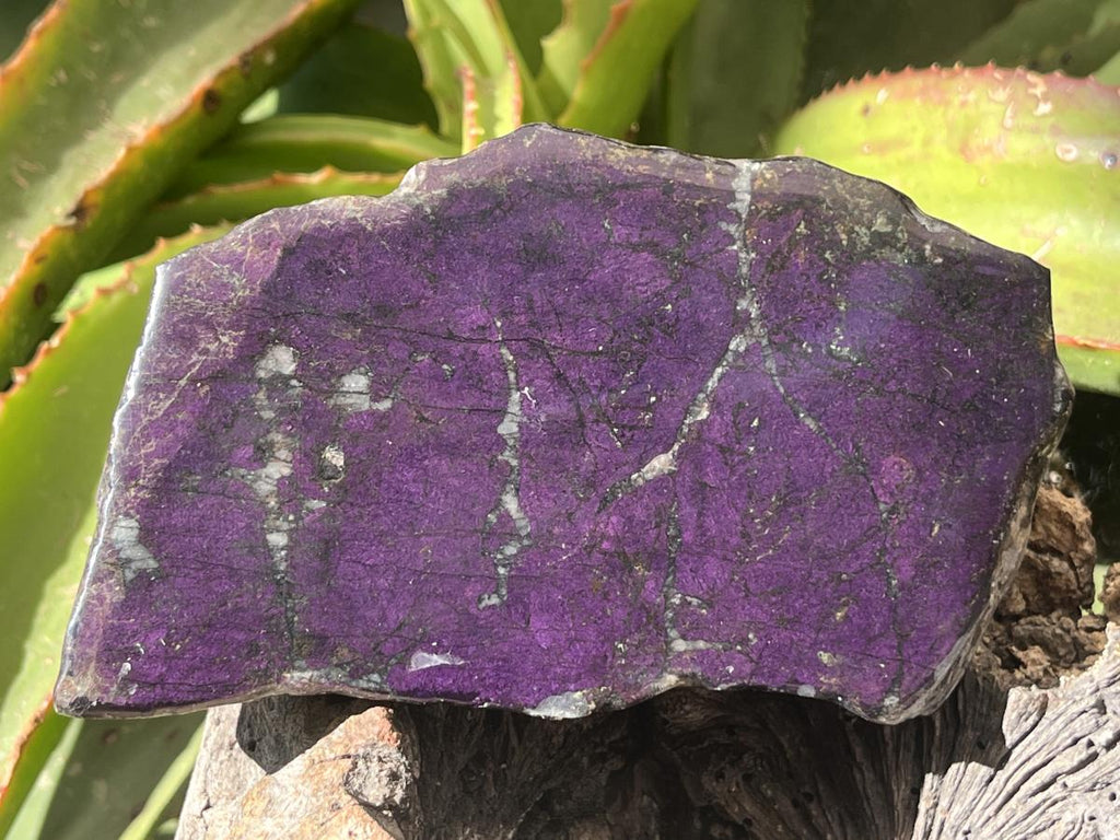 Polished Flashy Metallic Purpurite Specimen x 1 From Erongo, Namibia