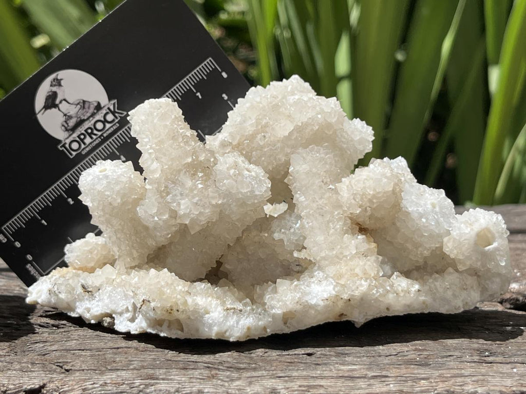 Natural Lesotho Snow Finger Quartz Cluster x 1 From Albert's Mountain