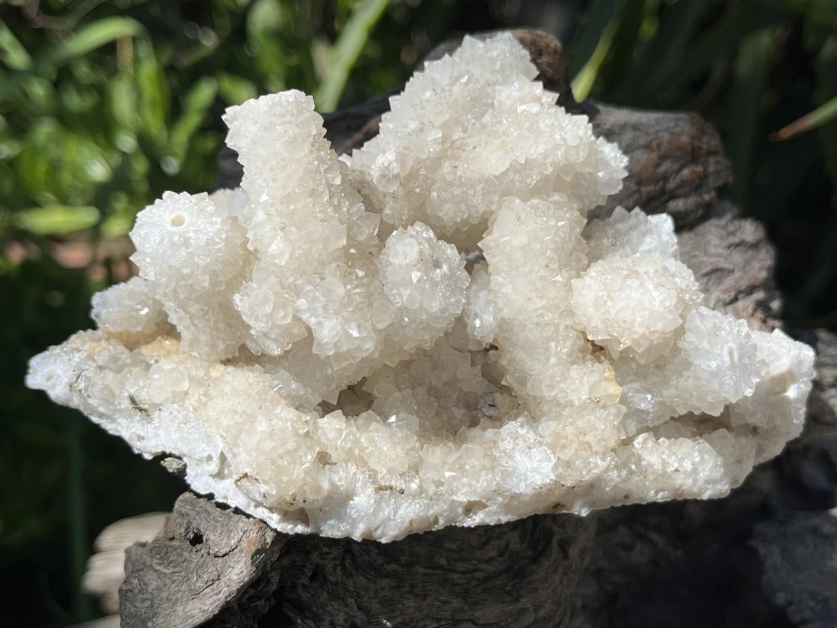 Natural Lesotho Snow Finger Quartz Cluster x 1 From Albert's Mountain