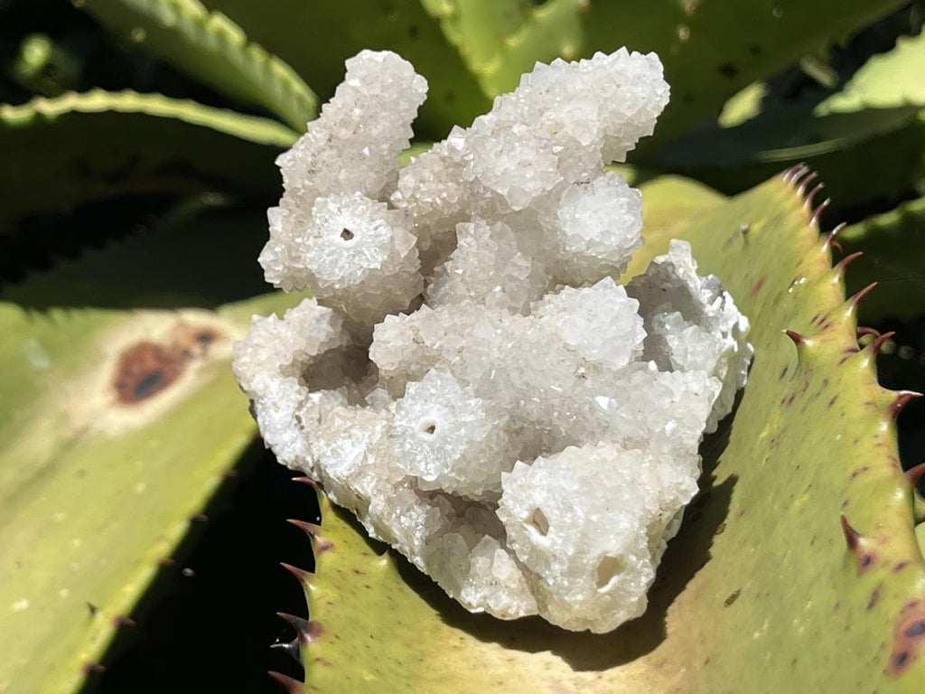 Natural Lesotho Snow Finger Quartz Cluster x 1 From Albert's Mountain