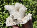 Natural Lesotho Snow Finger Quartz Cluster x 1 From Albert's Mountain