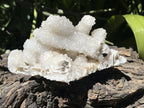 Natural Lesotho Snow Finger Quartz Cluster x 1 From Albert's Mountain