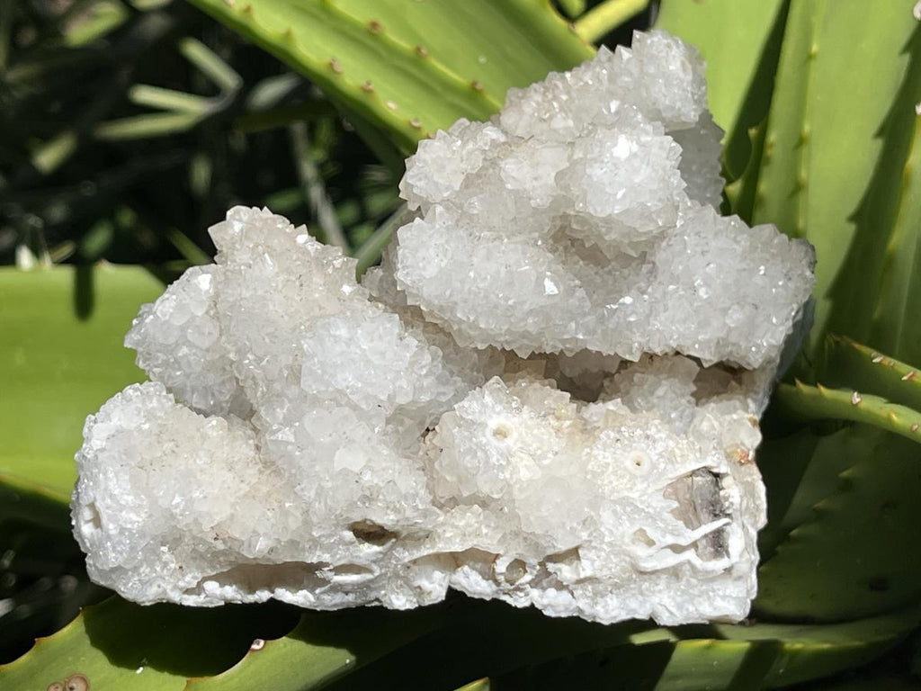 Natural Lesotho Snow Finger Quartz Cluster x 1 From Albert's Mountain