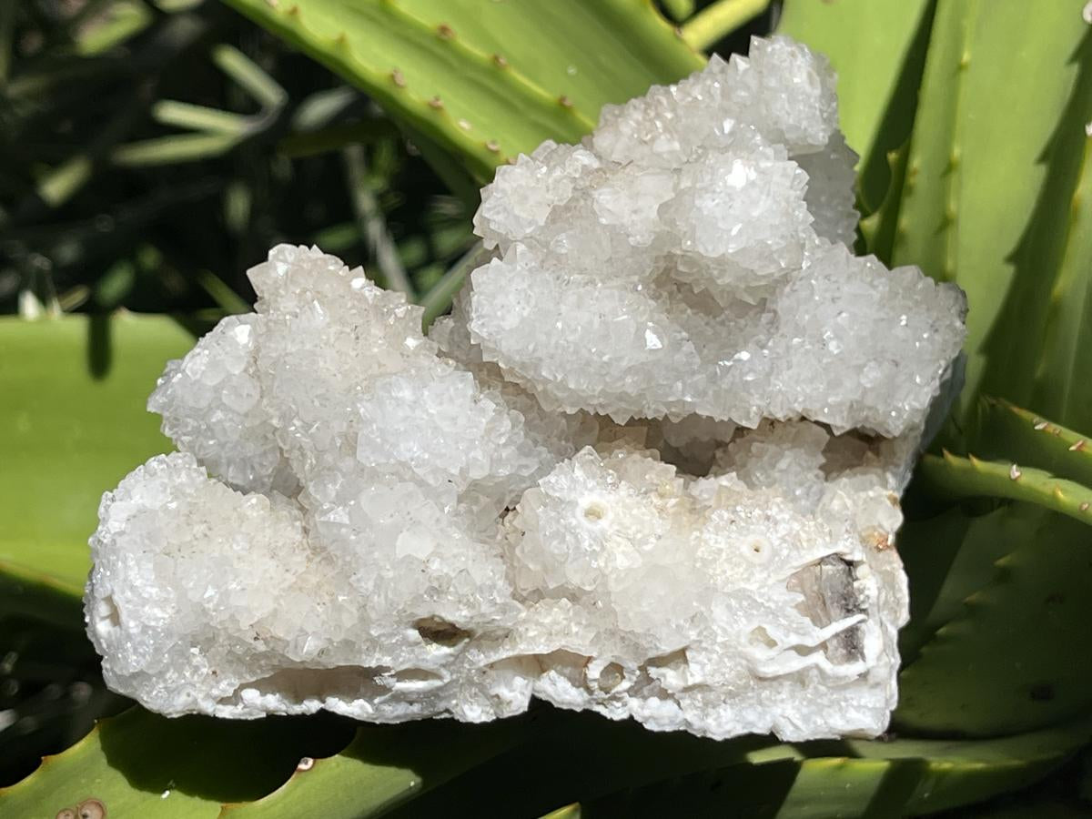 Natural Lesotho Snow Finger Quartz Cluster x 1 From Albert's Mountain